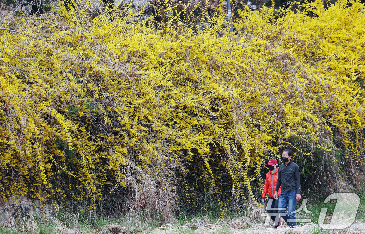 (수원=뉴스1) 김영운 기자 = 낮 최고 기온이 20도 안팎까지 오르며 완연한 봄 날씨를 보인 30일 경기 수원시 영통구 원천리천에서 시민들이 활짝 핀 개나리꽃을 감상하며 봄산책을 …
