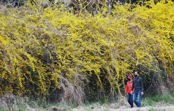 눈길 사로잡는 개나리꽃