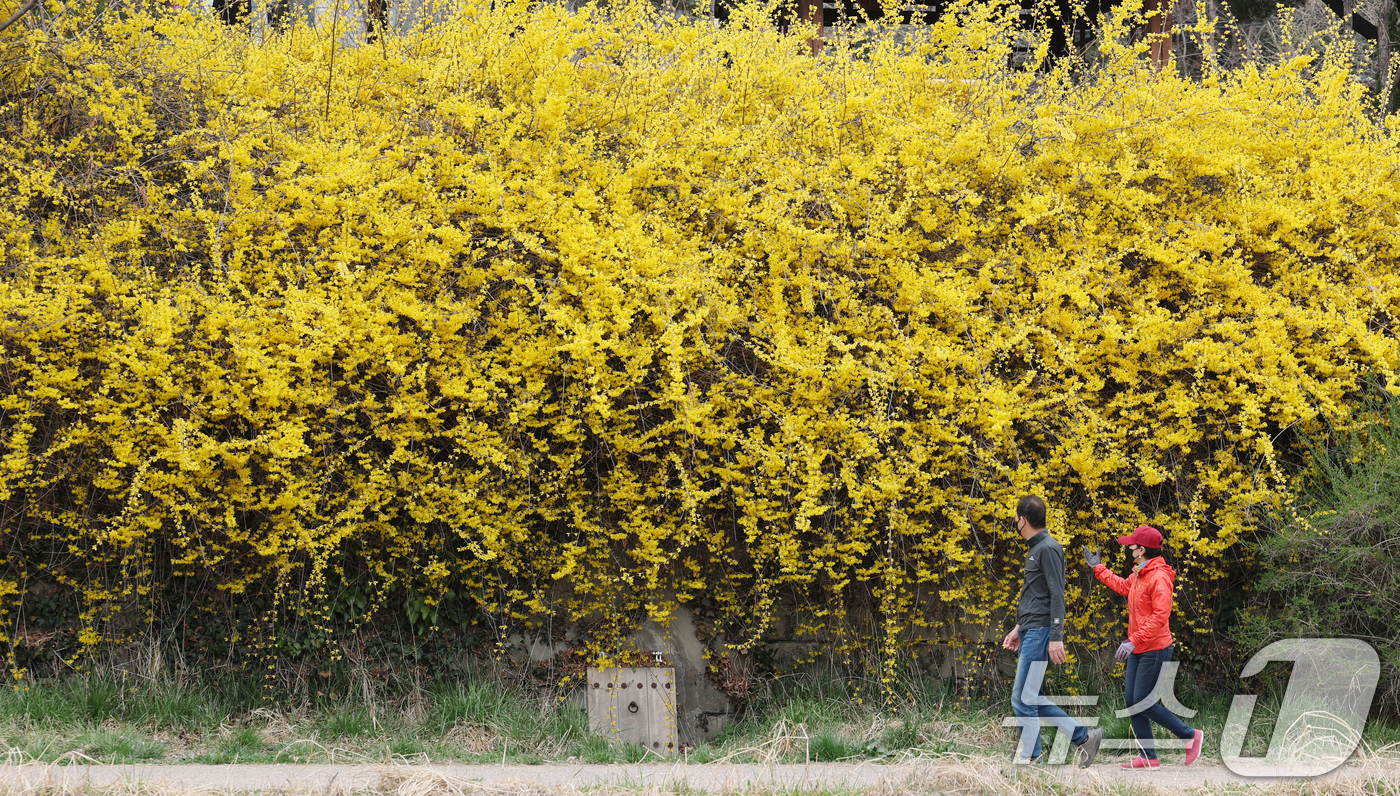 (수원=뉴스1) 김영운 기자 = 낮 최고 기온이 20도 안팎까지 오르며 완연한 봄 날씨를 보인 30일 경기 수원시 영통구 원천리천에서 시민들이 활짝 핀 개나리꽃을 감상하며 봄산책을 …