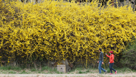 눈길 사로잡는 개나리꽃