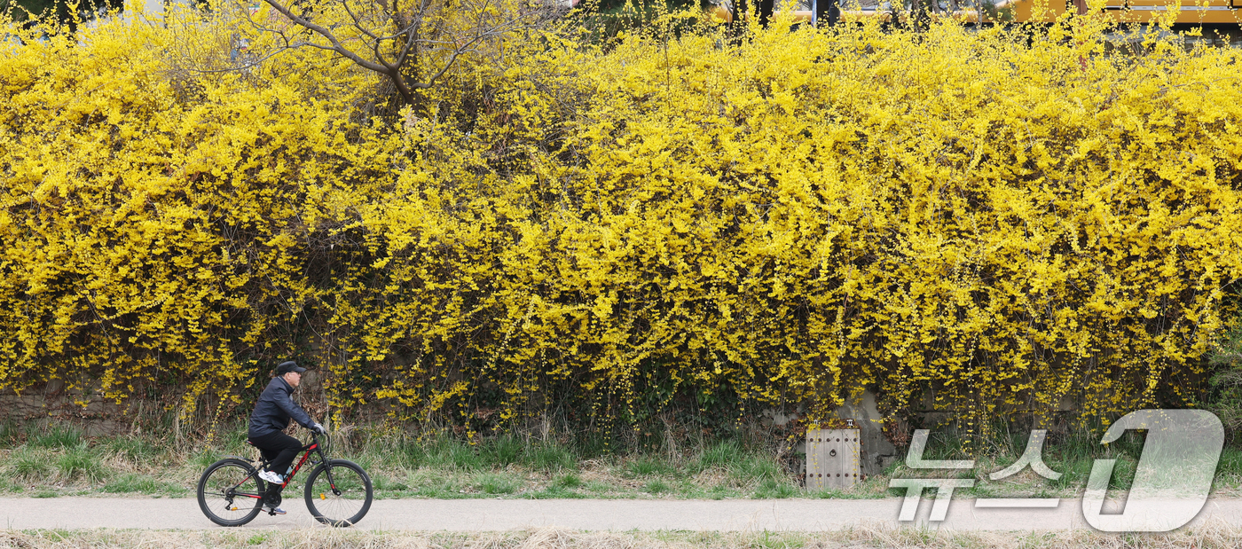 (수원=뉴스1) 김영운 기자 = 낮 최고 기온이 20도 안팎까지 오르며 완연한 봄 날씨를 보인 30일 경기 수원시 영통구 원천리천에서 시민들이 활짝 핀 개나리꽃을 감상하며 봄산책을 …