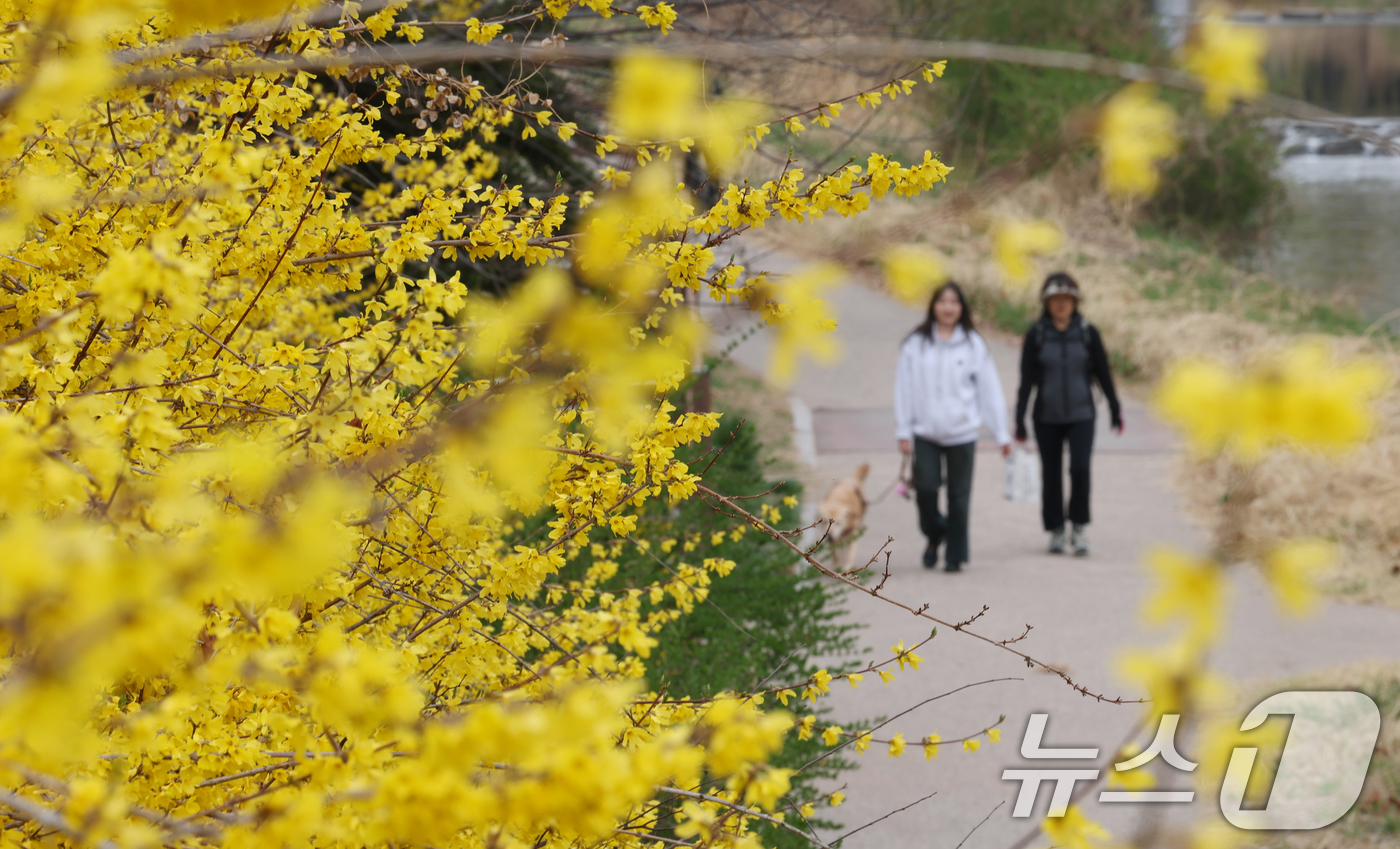 (수원=뉴스1) 김영운 기자 = 낮 최고 기온이 20도 안팎까지 오르며 완연한 봄 날씨를 보인 30일 경기 수원시 영통구 원천리천에서 시민들이 활짝 핀 개나리꽃을 감상하며 봄산책을 …