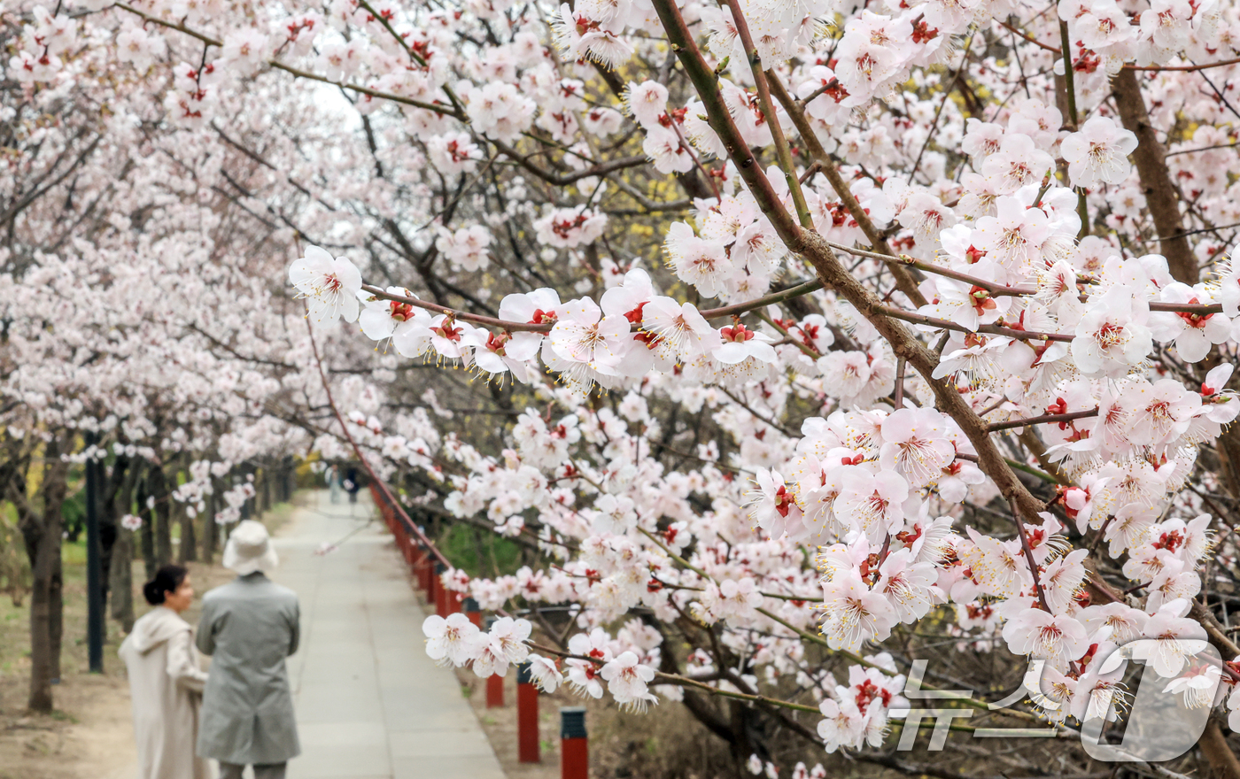(서울=뉴스1) 이호윤 기자 = 연일 온화한 날씨가 이어진 30일 서울 영등포구 윤중로 벚꽃길을 찾은 관광객들이 벚꽃을 구경하고 있다. 이날 산림청과 기상청에 따르면 서울 벚꽃은 …