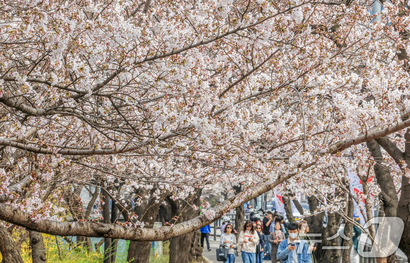 (서울=뉴스1) 이호윤 기자 = 연일 온화한 날씨가 이어진 30일 서울 영등포구 윤중로 벚꽃길을 찾은 관광객들이 벚꽃을 구경하고 있다. 이날 산림청과 기상청에 따르면 서울 벚꽃은 …