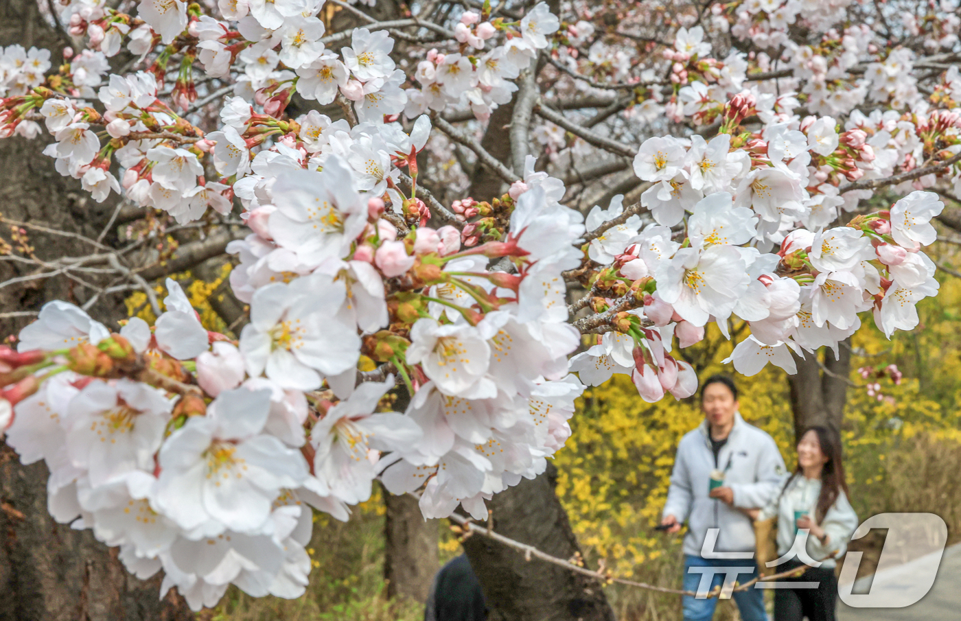 (서울=뉴스1) 이호윤 기자 = 연일 온화한 날씨가 이어진 30일 서울 영등포구 윤중로 벚꽃길을 찾은 관광객들이 벚꽃을 구경하고 있다. 이날 산림청과 기상청에 따르면 서울 벚꽃은 …