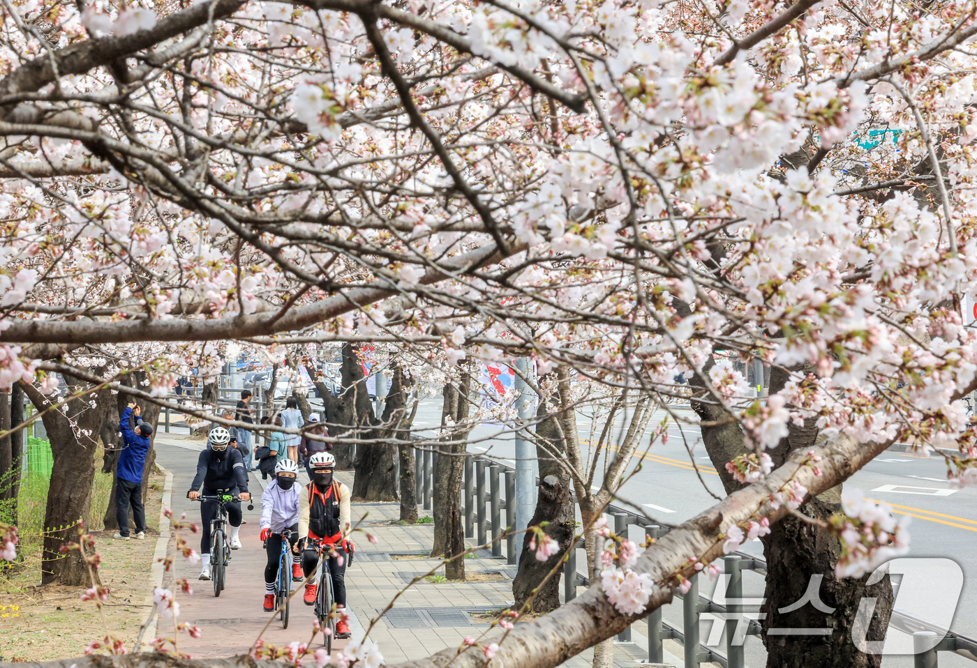 (서울=뉴스1) 이호윤 기자 = 연일 온화한 날씨가 이어진 30일 서울 영등포구 윤중로 벚꽃길을 찾은 관광객들이 벚꽃을 구경하고 있다. 이날 산림청과 기상청에 따르면 서울 벚꽃은 …