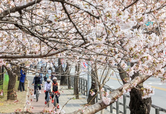 여의도에서 '벚꽃 나들이'
