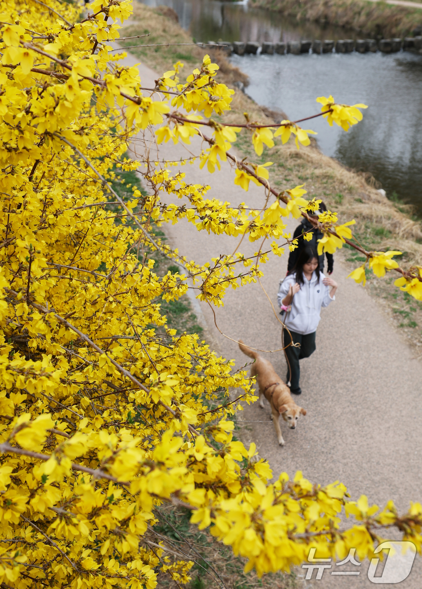 (수원=뉴스1) 김영운 기자 = 낮 최고 기온이 20도 안팎까지 오르며 완연한 봄 날씨를 보인 30일 경기 수원시 영통구 원천리천에서 시민들이 활짝 핀 개나리꽃을 감상하며 봄산책을 …