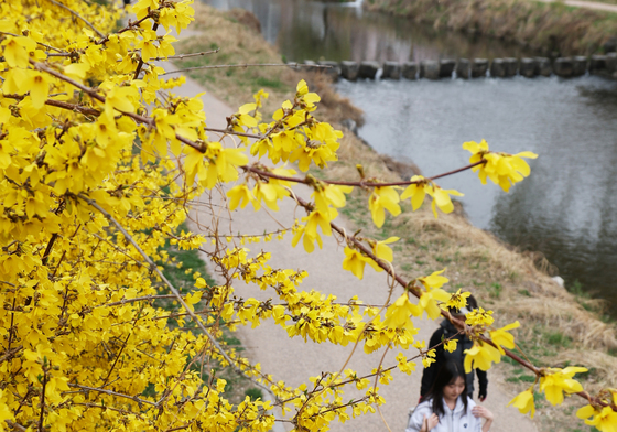 활짝 핀 개나리
