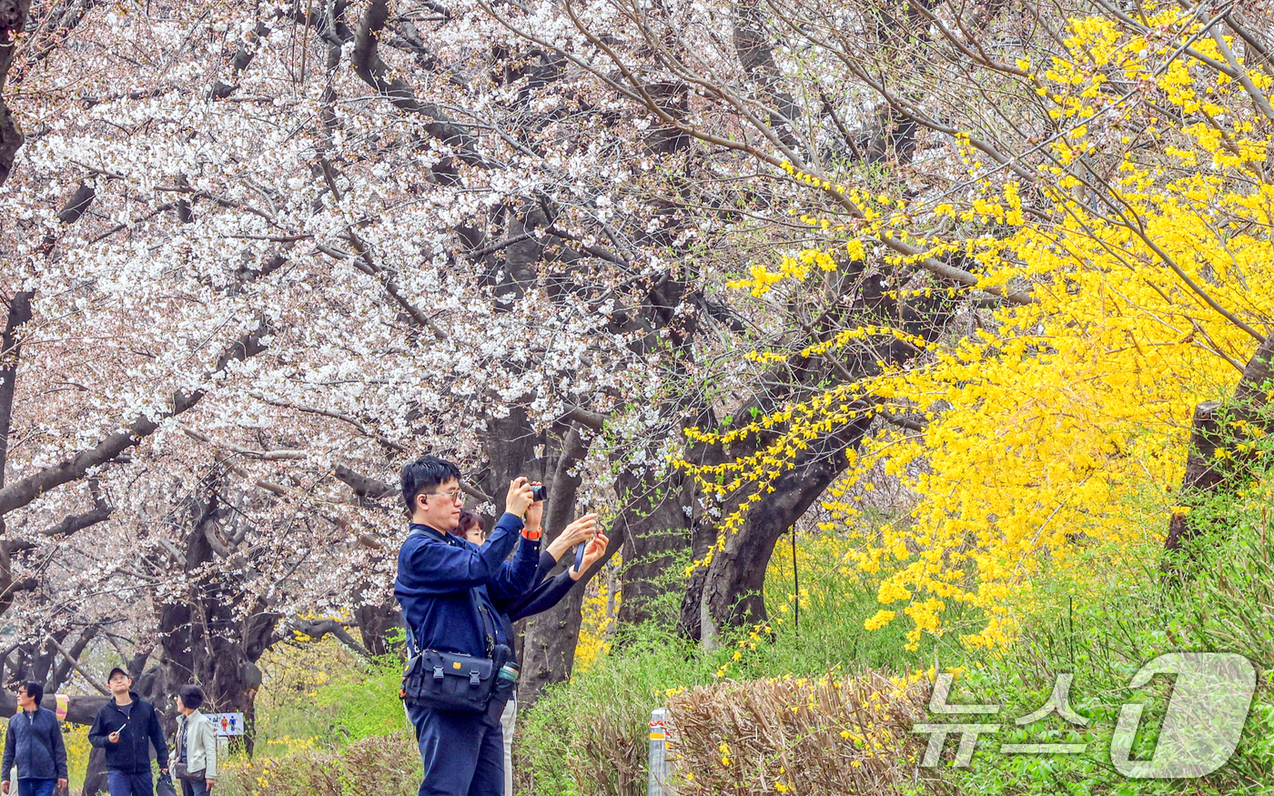 (서울=뉴스1) 이호윤 기자 = 연일 온화한 날씨가 이어진 30일 서울 영등포구 윤중로 벚꽃길을 찾은 관광객들이 벚꽃과 개나리를 구경하고 있다. 이날 산림청과 기상청에 따르면 서울 …