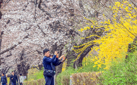 윤중로 가득매운 벚꽃과 개나리
