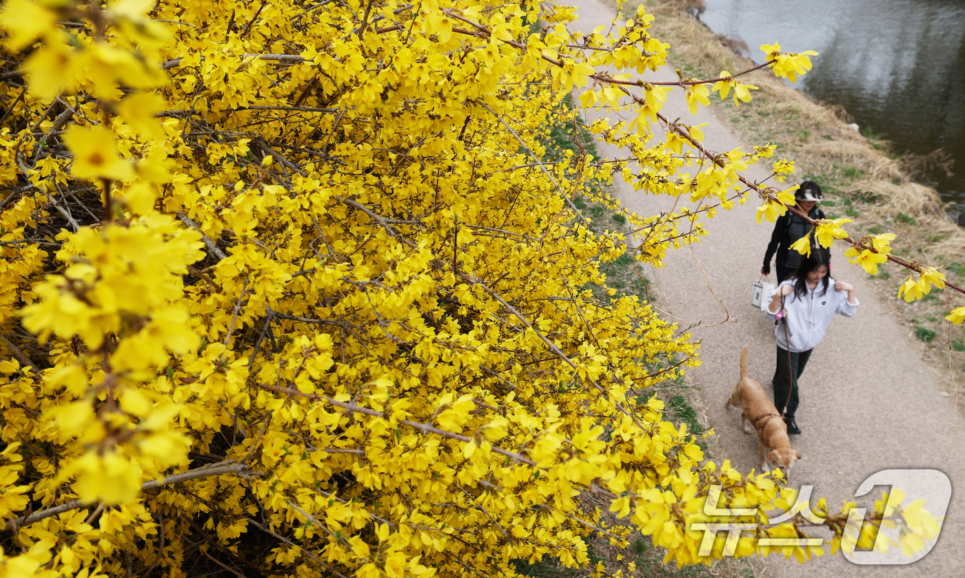 (수원=뉴스1) 김영운 기자 = 낮 최고 기온이 20도 안팎까지 오르며 완연한 봄 날씨를 보인 30일 경기 수원시 영통구 원천리천에서 시민들이 활짝 핀 개나리꽃을 감상하며 봄산책을 …