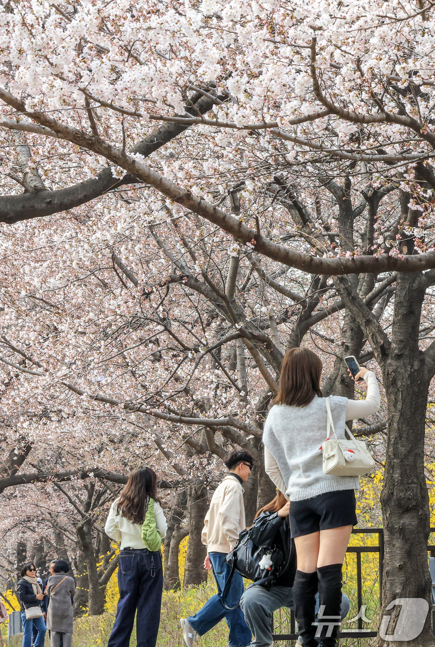 (서울=뉴스1) 이호윤 기자 = 연일 온화한 날씨가 이어진 30일 서울 영등포구 윤중로 벚꽃길을 찾은 관광객들이 벚꽃을 구경하고 있다. 이날 산림청과 기상청에 따르면 서울 벚꽃은 …