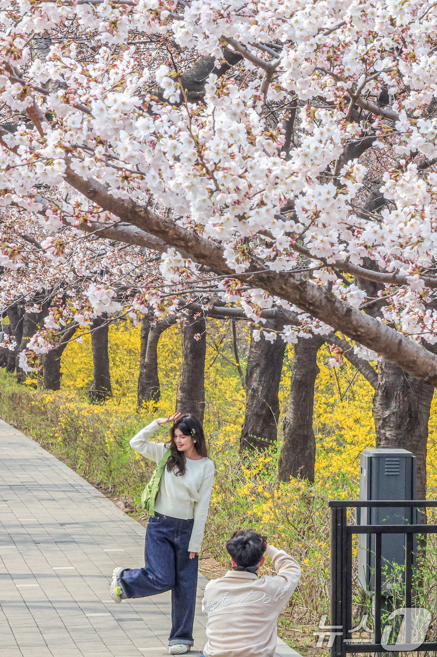 (서울=뉴스1) 이호윤 기자 = 연일 온화한 날씨가 이어진 30일 서울 영등포구 윤중로 벚꽃길을 찾은 관광객들이 벚꽃을 구경하고 있다. 이날 산림청과 기상청에 따르면 서울 벚꽃은 …