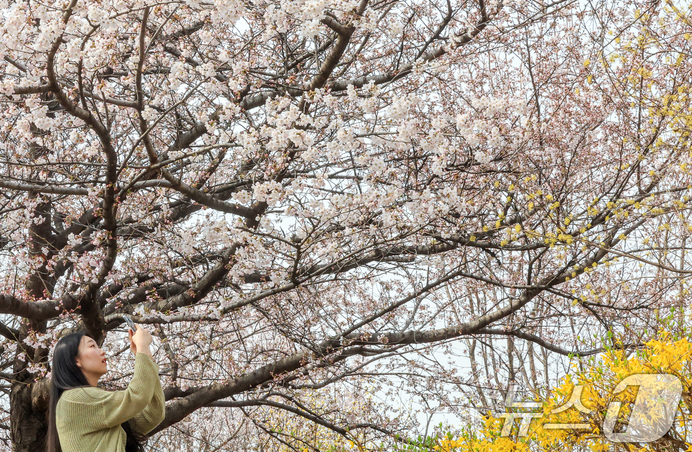 (서울=뉴스1) 이호윤 기자 = 연일 온화한 날씨가 이어진 30일 서울 영등포구 윤중로 벚꽃길을 찾은 관광객들이 벚꽃을 구경하고 있다. 이날 산림청과 기상청에 따르면 서울 벚꽃은 …