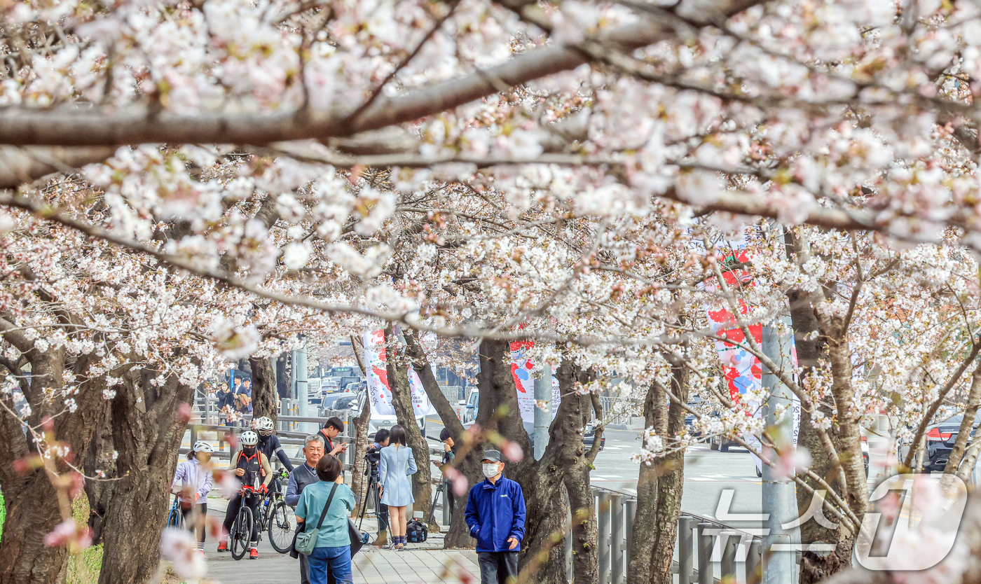 (서울=뉴스1) 이호윤 기자 = 연일 온화한 날씨가 이어진 30일 서울 영등포구 윤중로 벚꽃길을 찾은 관광객들이 벚꽃을 구경하고 있다. 이날 산림청과 기상청에 따르면 서울 벚꽃은 …