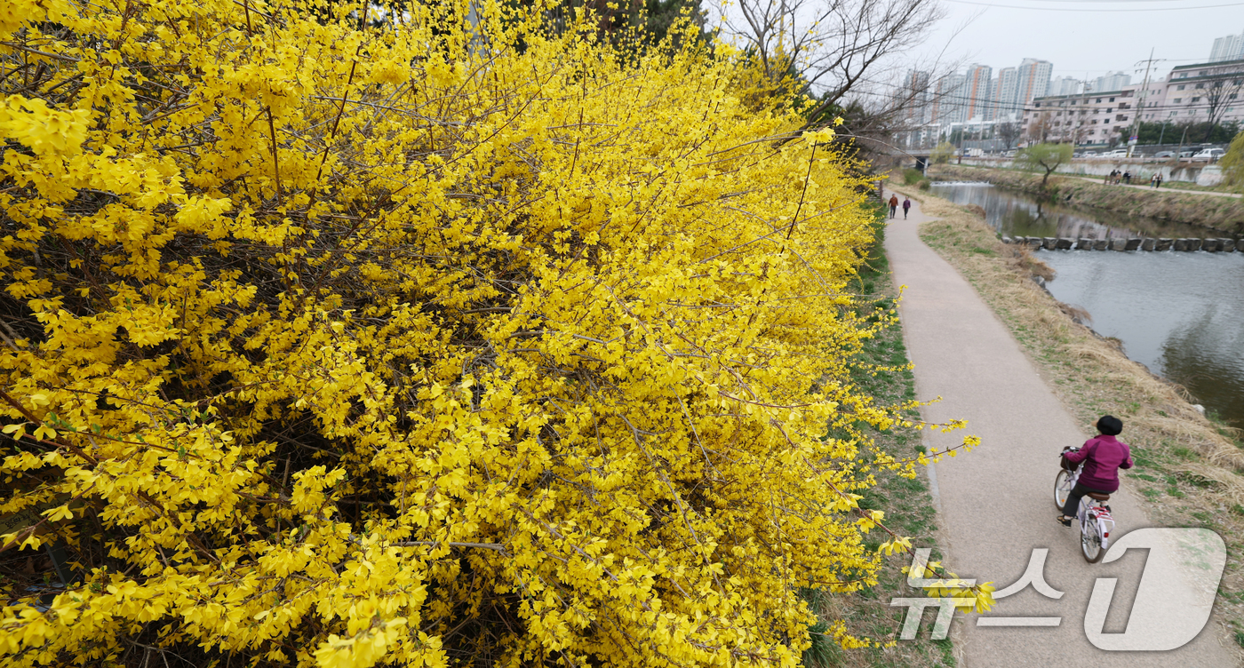 (수원=뉴스1) 김영운 기자 = 낮 최고 기온이 20도 안팎까지 오르며 완연한 봄 날씨를 보인 30일 경기 수원시 영통구 원천리천에서 시민들이 활짝 핀 개나리꽃을 감상하며 봄산책을 …
