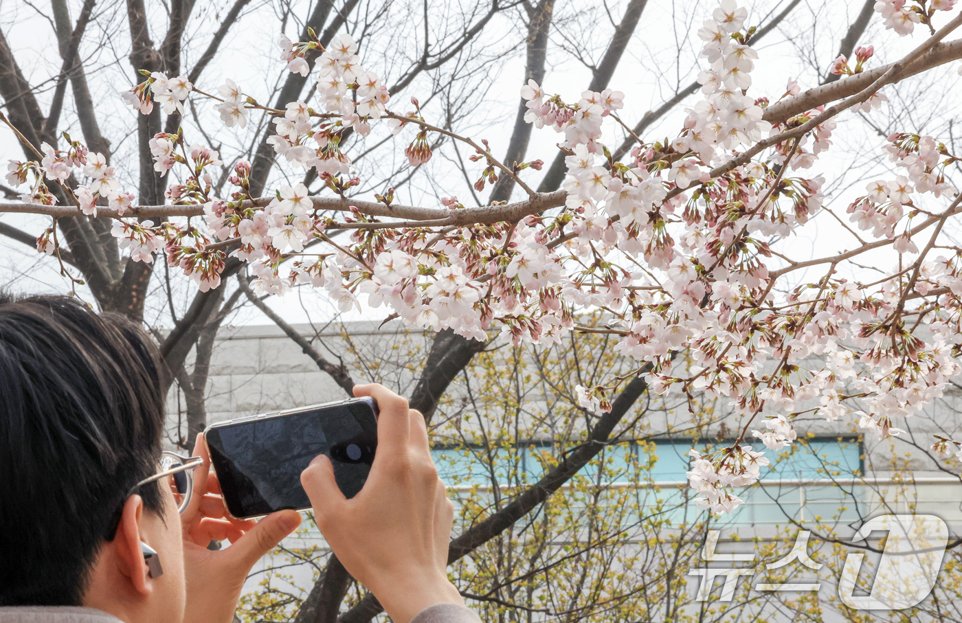 (서울=뉴스1) 이호윤 기자 = 연일 온화한 날씨가 이어진 30일 서울 영등포구 윤중로 벚꽃길을 찾은 관광객이 벚꽃을 구경하고 있다. 이날 산림청과 기상청에 따르면 서울 벚꽃은 평 …