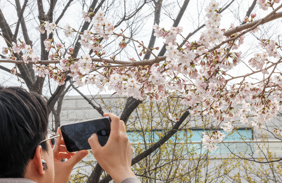 활짝 핀 벚꽃 '찰칵'