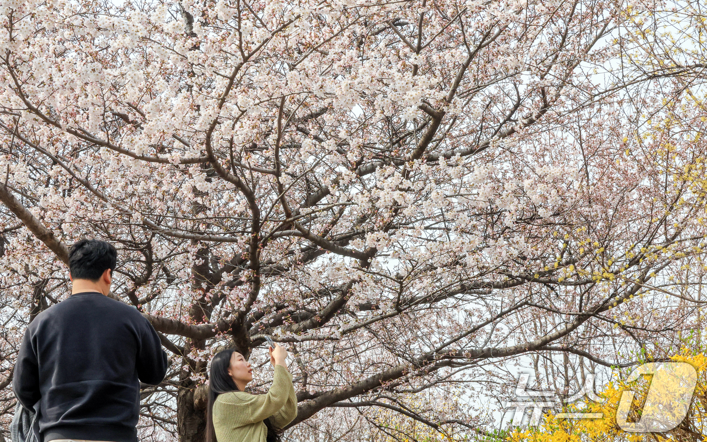 (서울=뉴스1) 이호윤 기자 = 연일 온화한 날씨가 이어진 30일 서울 영등포구 윤중로 벚꽃길을 찾은 관광객들이 벚꽃을 구경하고 있다. 이날 산림청과 기상청에 따르면 서울 벚꽃은 …