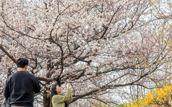 평년보다 10일 빠르게 개화한 벚꽃