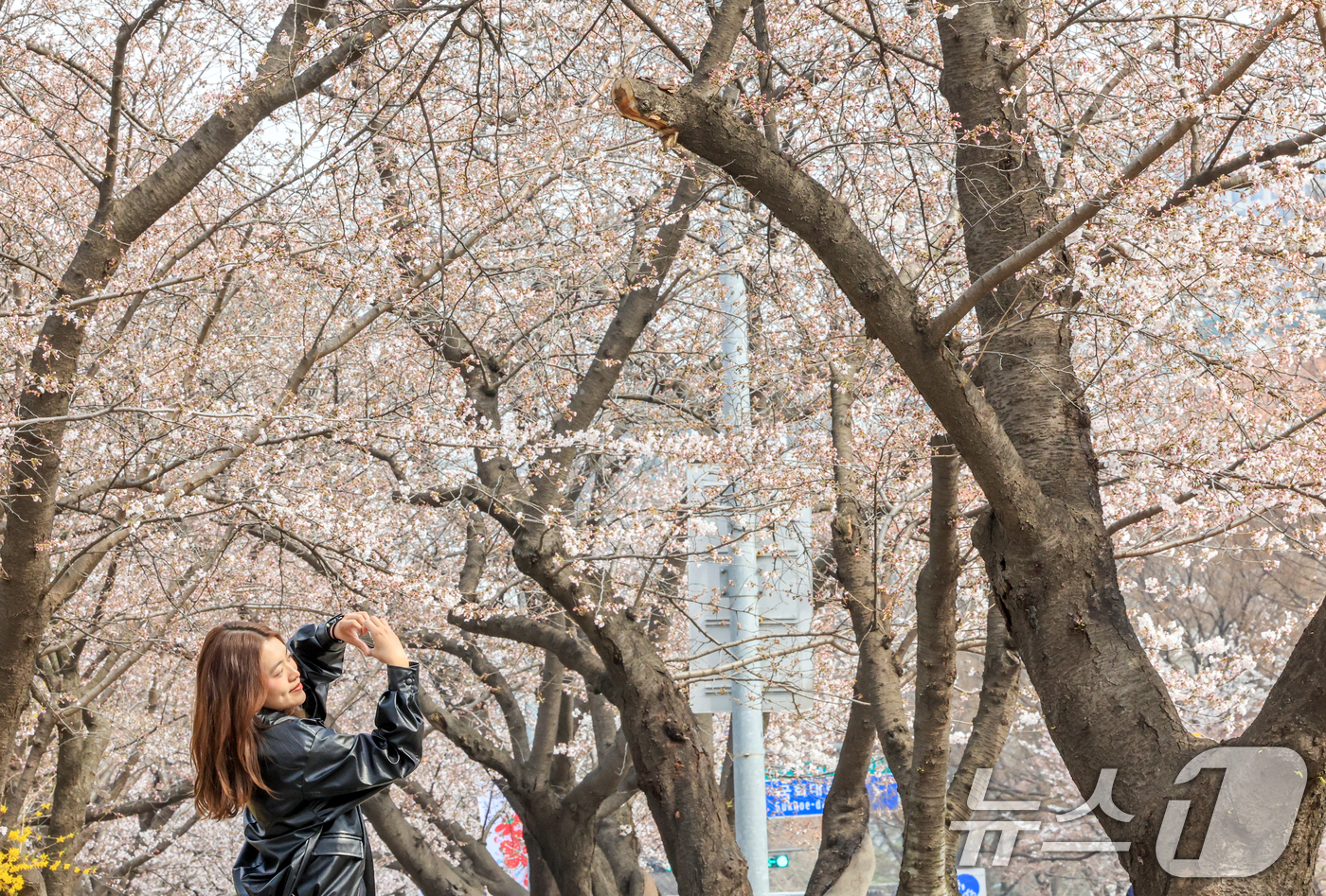 (서울=뉴스1) 이호윤 기자 = 연일 온화한 날씨가 이어진 30일 서울 영등포구 윤중로 벚꽃길을 찾은 관광객이 벚꽃을 구경하고 있다. 이날 산림청과 기상청에 따르면 서울 벚꽃은 평 …