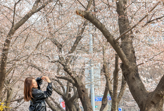 벚꽃 앞에서 '하트'