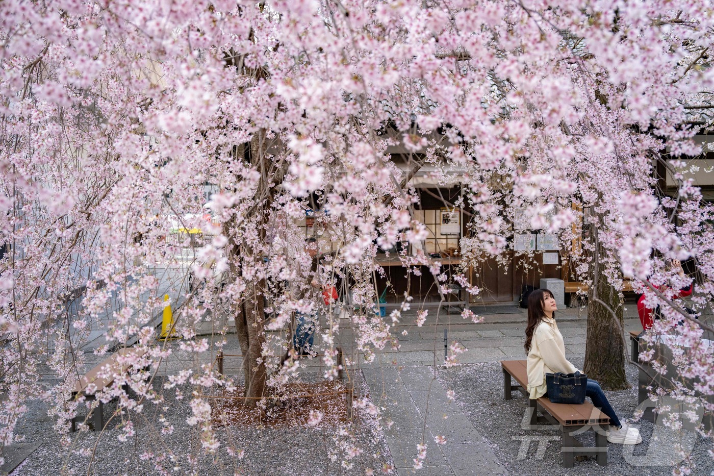 (교토 AFP=뉴스1) 권영미 기자 = 29일 일본 교토 중심부의 천태종 절인 롯카쿠도에서 한 여성이 벚나무를 바라보고 있다.2026.03.29.ⓒ AFP=뉴스1