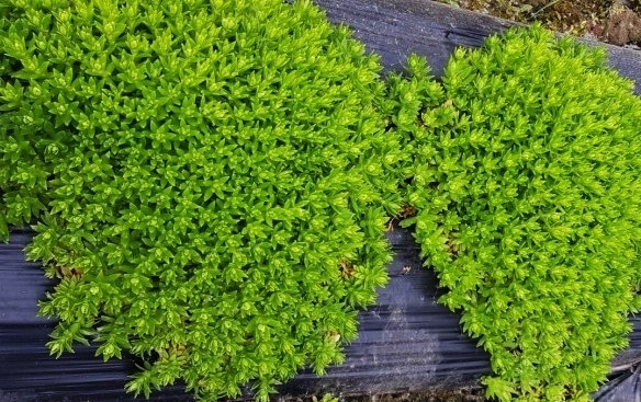 경기도보건환경연, 봄나물 121건 잔류농약 검사…돌나물 1건 부적합