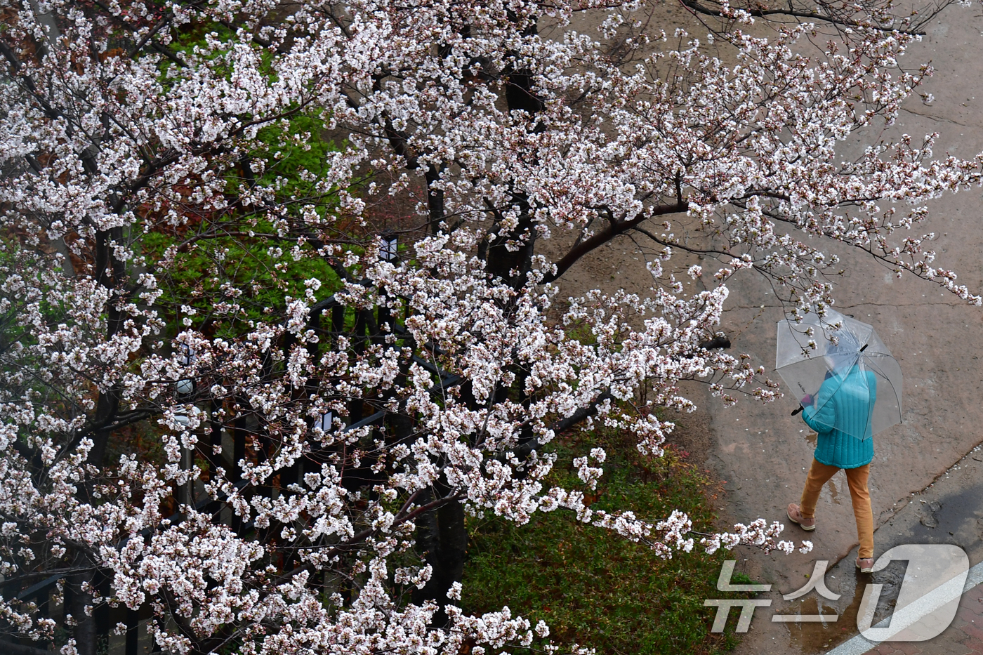 (포항=뉴스1) 최창호 기자 = 봄비가 내리는 31일 오전 경북 포항시청사 옆 산책로에서 우산을 든 시민이 걸어가고 있다.  2026.3.31/뉴스1