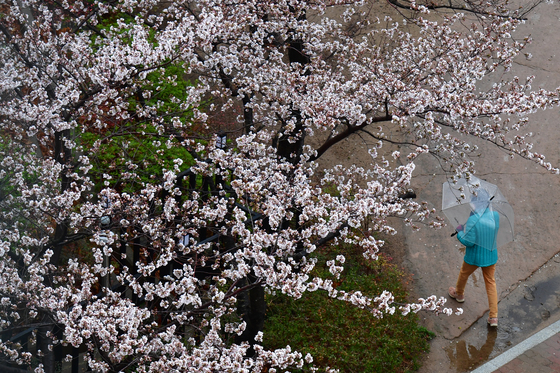 [오늘의 날씨] 강원(1일, 수)…대체로 흐리고, 곳곳 비