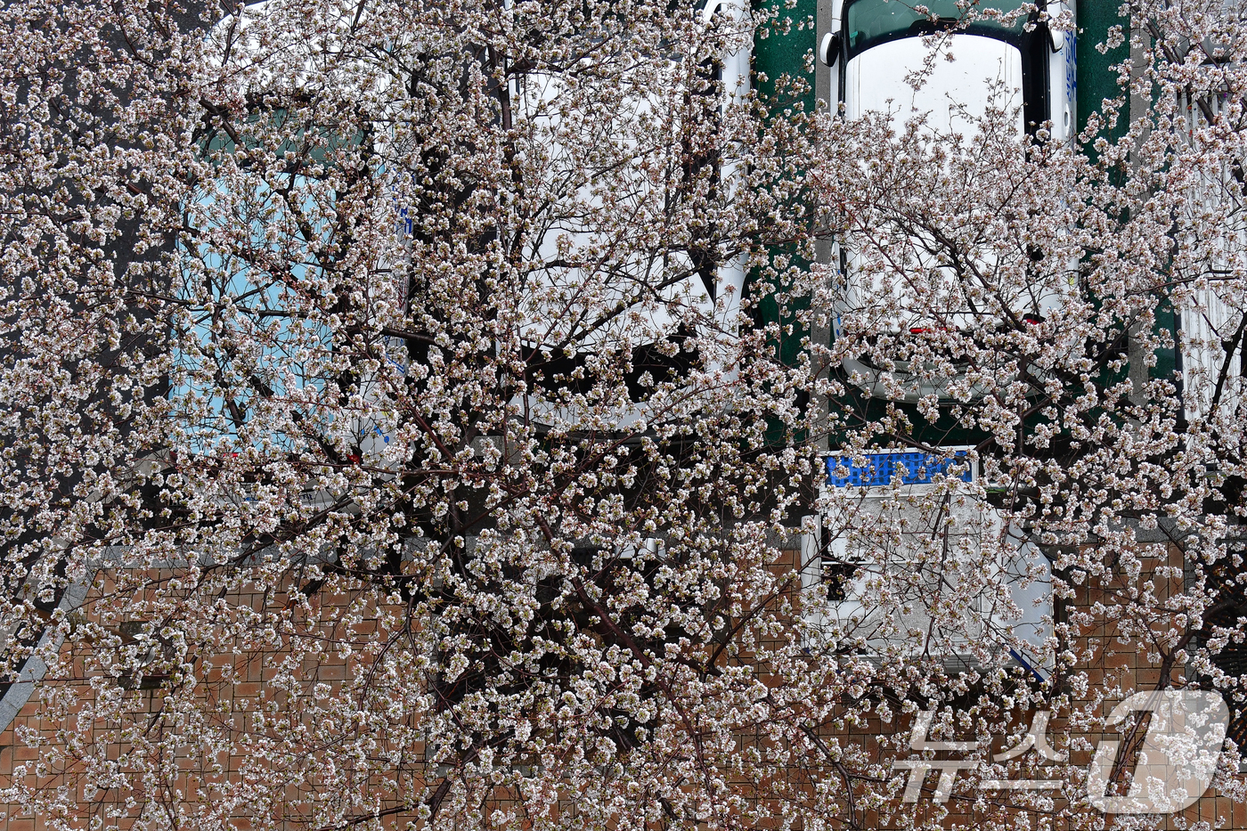 (포항=뉴스1) 최창호 기자 = 31일 오전 경북 포항시청사 주차장에 주차된 승용차 위로 봄비에 젖은 벚꽃들이 흔날리고 있다.  2026.3.31/뉴스1