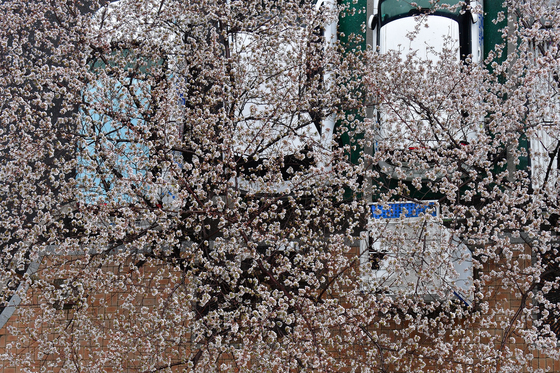 봄비에 젖은 벚꽃