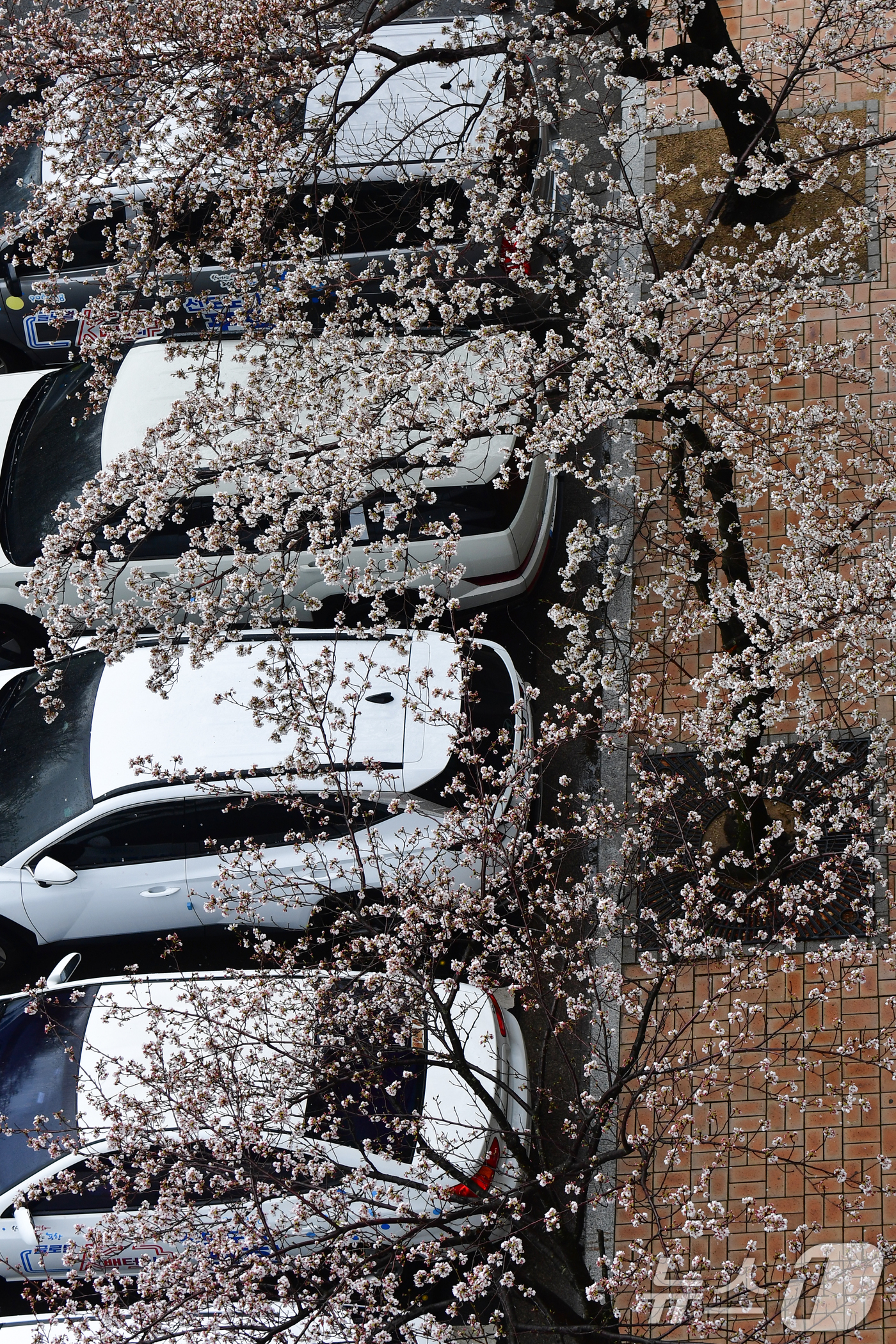 (포항=뉴스1) 최창호 기자 = 31일 오전 경북 포항시청사 주차장에 주차된 승용차 위로 봄비에 젖은 벚꽃들이 흔날리고 있다. 2026.3.31/뉴스1