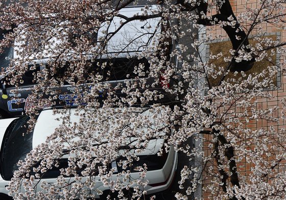 봄비 내리는 아침