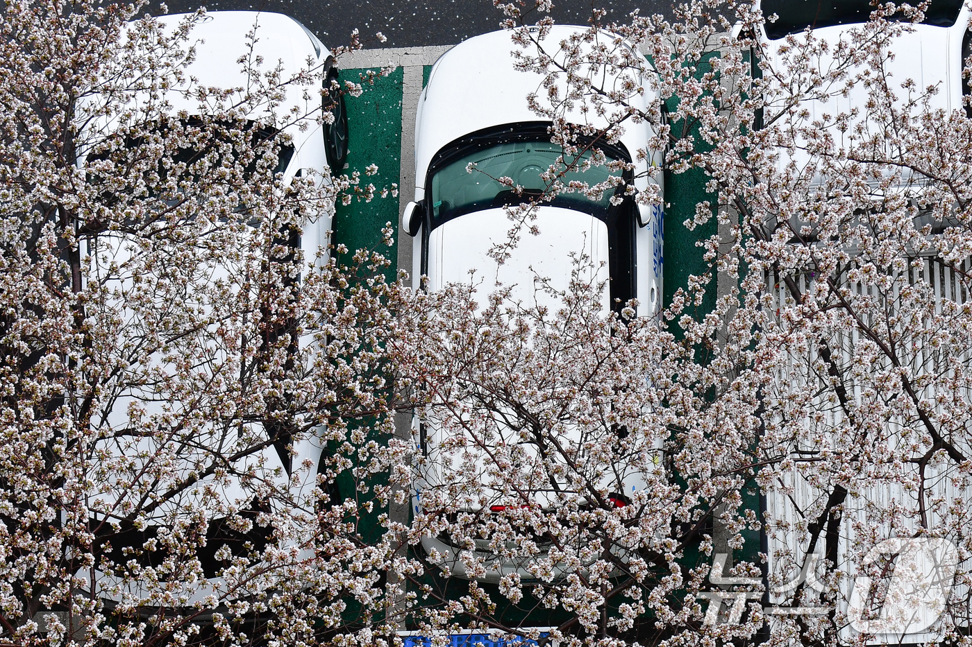 (포항=뉴스1) 최창호 기자 = 31일 오전 경북 포항시청사 주차장에 주차된 승용차 위로 봄비에 젖은 벚꽃들이 흔날리고 있다. 2026.3.31/뉴스1