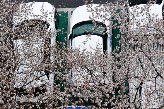 벚꽃 흔날리는 아침