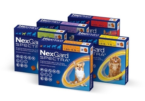 반려동물 구충제 넥스가드 스펙트라, 누적 판매 2000만회분 돌파