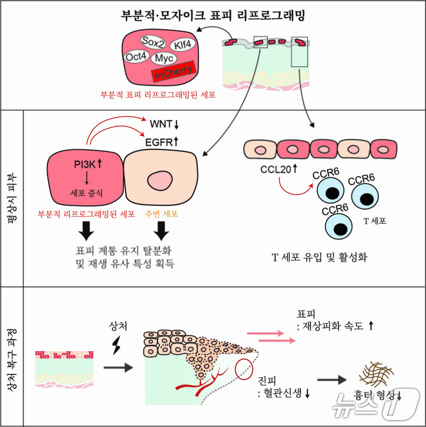 본문 이미지 -  포스텍 연구 이미지. (포스텍제공, 재판매 및 DB금지) 2026.3.31/뉴스1