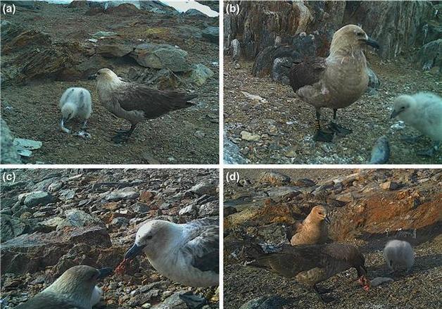 상위 포식자 '남극도둑갈매기', 번식지 환경 따라 식단 결정한다
