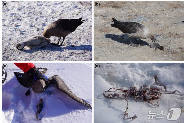 본문 이미지 - 다양한 먹이를 이용하는 남극도둑갈매기. 황제펭귄 유조(a)와 아델리펭귄 유조(b)를 섭식하는 모습. 남극도둑갈매기가 토해낸 어류(Emerald rockcod)(c)와 웨델물범 번식지에서 발견된 태반(d).(극지연구소 제공)