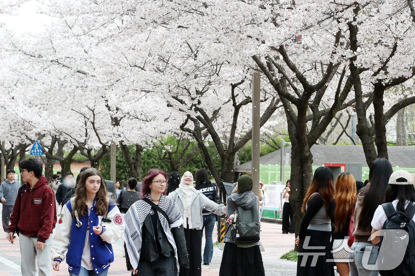 (대구=뉴스1) 공정식 기자 = 31일 대구 북구 경북대학교에서 열린 '개교 80주년 기념 벚꽃 거리 축제'를 찾은 학생과 지역 주민들이 일청담 주변에 활짝 핀 벚꽃을 감상하며 걷 …