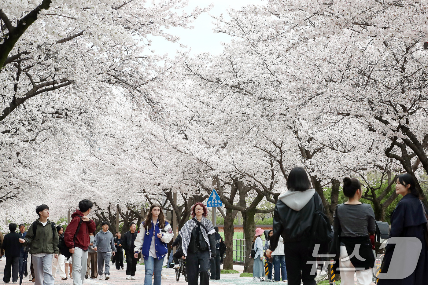 (대구=뉴스1) 공정식 기자 = 31일 대구 북구 경북대학교에서 열린 '개교 80주년 기념 벚꽃 거리 축제'를 찾은 학생과 지역 주민들이 일청담 주변에 활짝 핀 벚꽃을 감상하며 걷 …