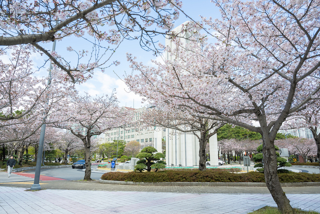 '핑크캠퍼스' 부경대 1~2일 벚꽃축제…야간 LED 벚꽃길도 선보여