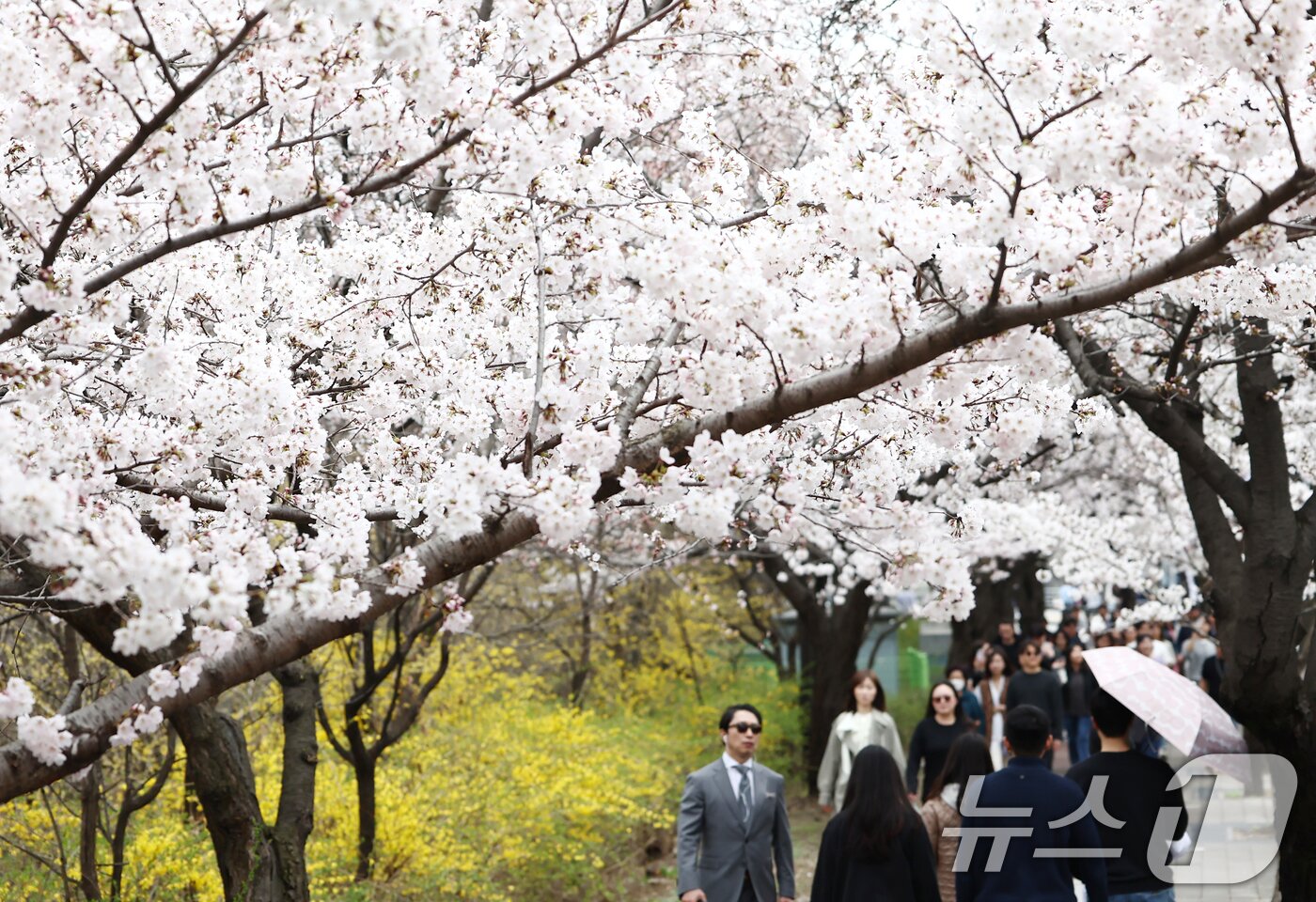 본문 이미지 - 따뜻한 봄 날씨를 보인 31일 오후 서울 여의도 윤중로 벚꽃길에서 시민들이 활짝 핀 벚꽃을 즐기고 있다. 2026.3.31 ⓒ 뉴스1 김민지 기자