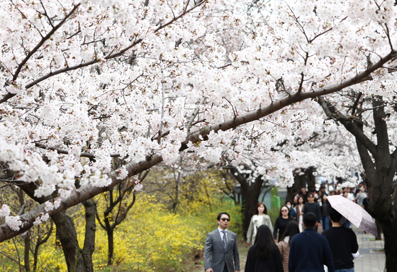 "우리 동네에도 있네"…서울 벚꽃·개나리 봄꽃길 175선 공개[서울꿀팁]