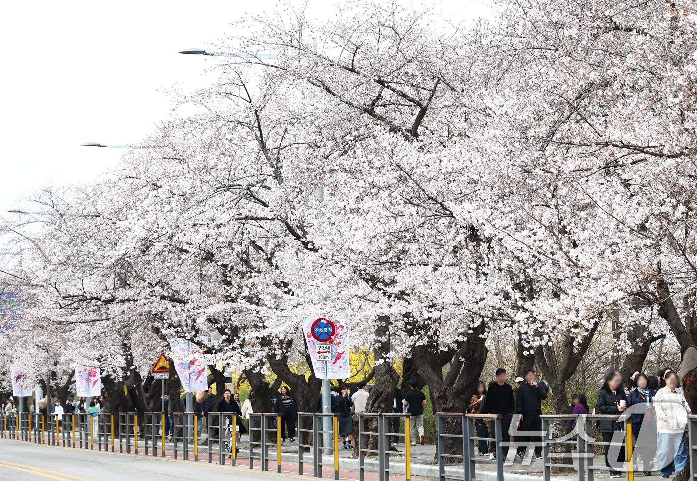 본문 이미지 - 따뜻한 봄 날씨를 보인 31일 오후 서울 여의도 윤중로 벚꽃길에서 시민들이 활짝 핀 벚꽃을 즐기고 있다. 서울을 대표하는 '여의도 봄꽃축제'는 다음 달 3일부터 7일까지 열린다. 2026.3.31 ⓒ 뉴스1 김민지 기자