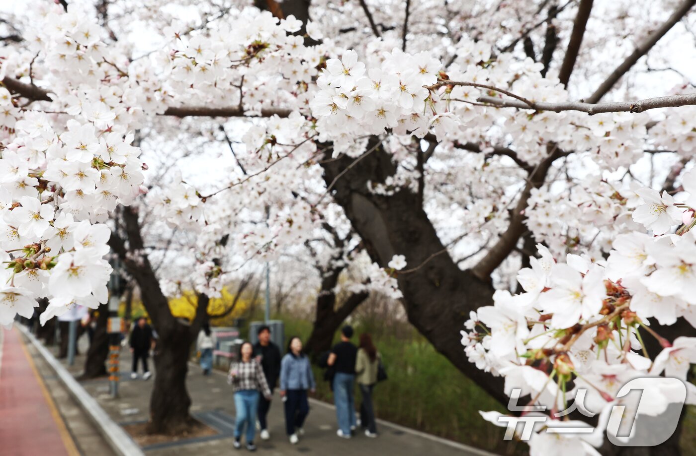 본문 이미지 - 따뜻한 봄 날씨를 보인 31일 오후 서울 여의도 윤중로 벚꽃길에서 시민들이 활짝 핀 벚꽃을 즐기고 있다. 2026.3.31 ⓒ 뉴스1 김민지 기자