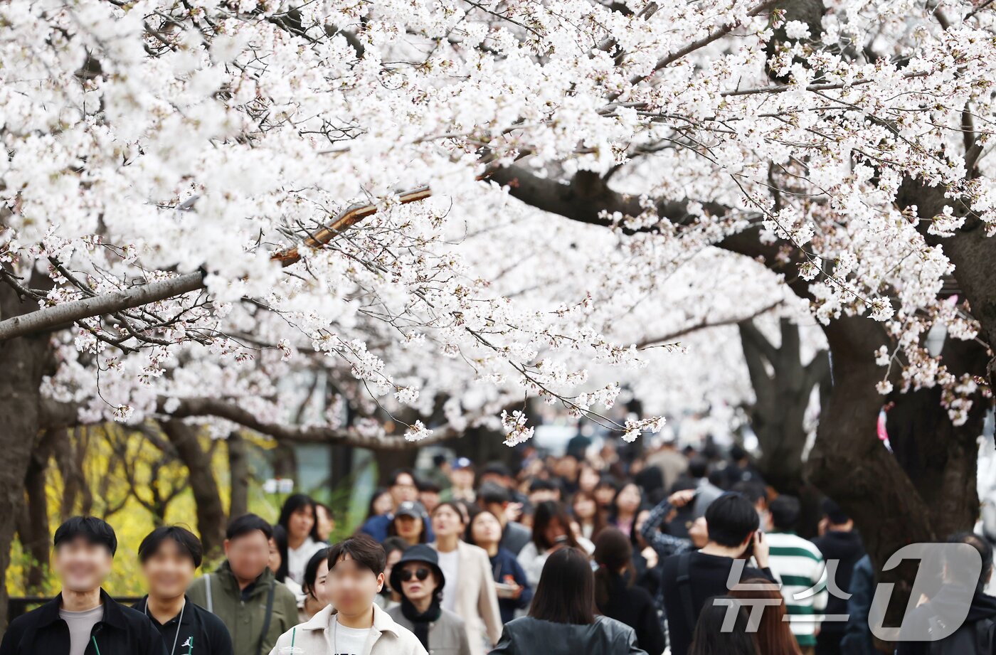 본문 이미지 - 따뜻한 봄 날씨를 보인 31일 오후 서울 여의도 윤중로 벚꽃길에서 시민들이 활짝 핀 벚꽃을 즐기고 있다. 서울을 대표하는 '여의도 봄꽃축제'는 다음 달 3일부터 7일까지 열린다. 2026.3.31 ⓒ 뉴스1 김민지 기자