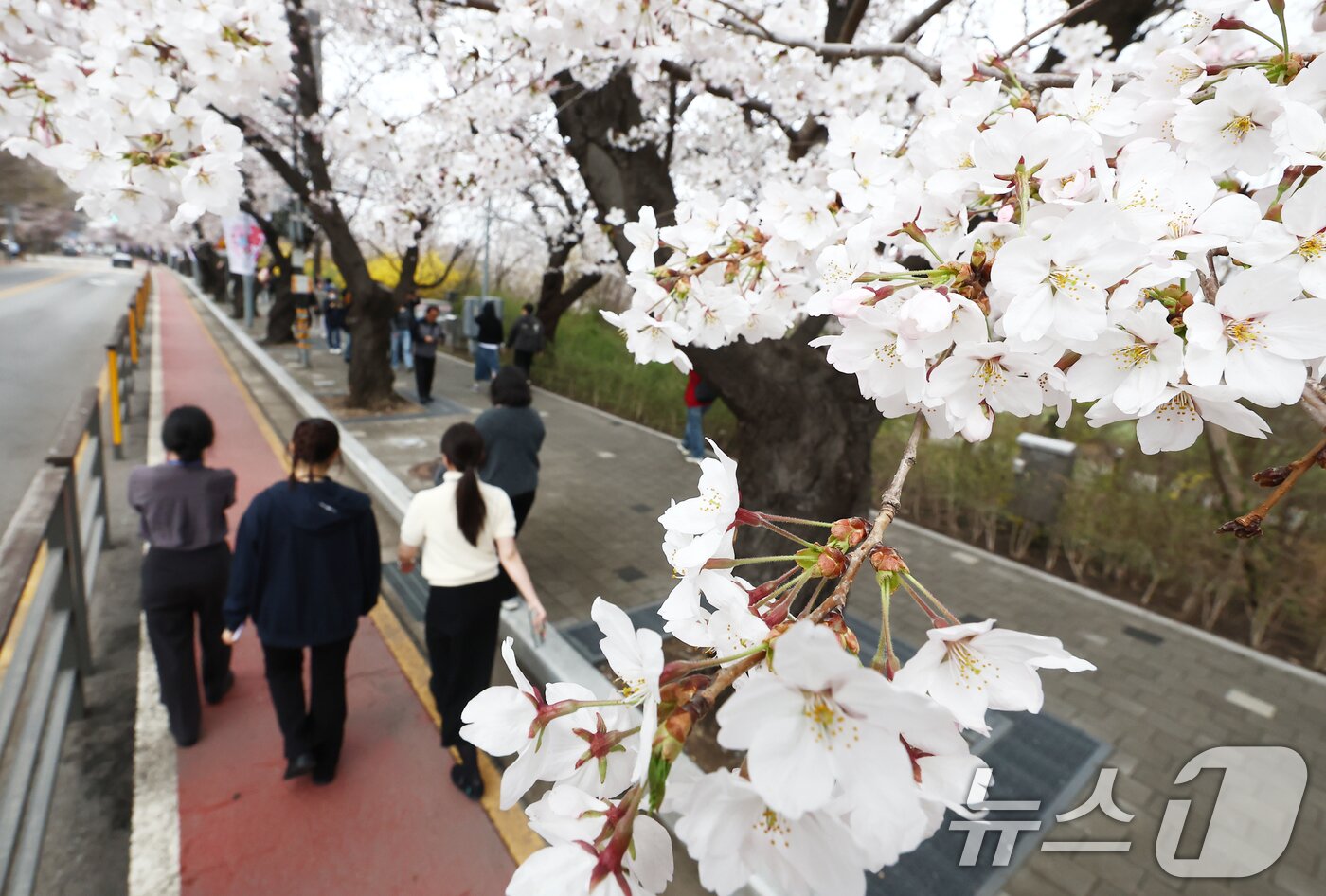 본문 이미지 - 따뜻한 봄 날씨를 보인 31일 오후 서울 여의도 윤중로 벚꽃길에서 시민들이 활짝 핀 벚꽃을 즐기고 있다. 2026.3.31 ⓒ 뉴스1 김민지 기자